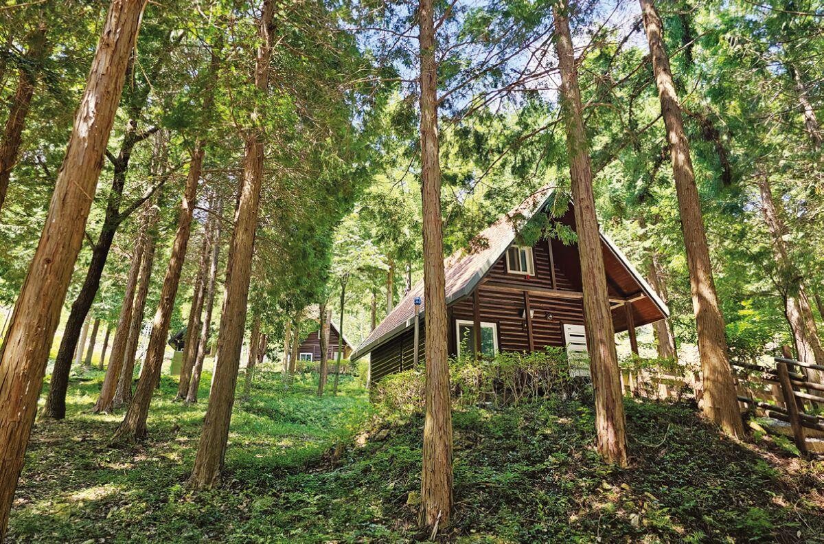 국립남해편백자연휴양림 이미지